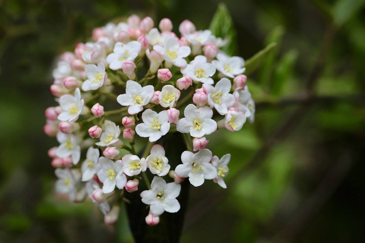 viburnum, flowers, beautiful flowers-8729743.jpg